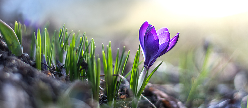 First spring purple crocus flower blooming in a row of crocuses